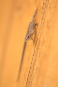 ニホンカナヘビ2024年9月8日幼生