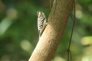 コゲラ2024年9月29日