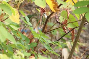 コゲラ2024年9月22日