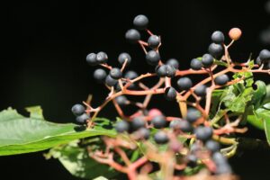 ミズキ2024年9月8日果実メジロは写っていない