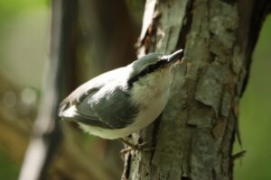 ゴジュウカラ2024年9月15日亜種シロハラゴジュウカラ