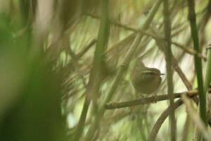 ヤブサメ2024年9月22日笹薮の中