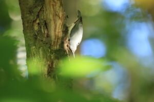 ゴジュウカラ2024年9月29日