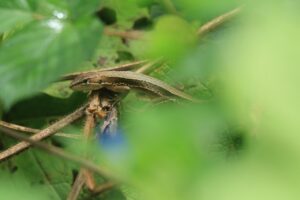 ニホンカナヘビ2024年9月1日