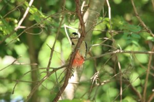 アカゲラ2024年9月15日
