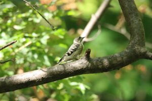 コゲラ2024年9月15日