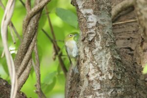 メジロ2024年9月22日桜の木にとまる