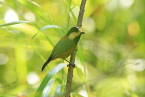 ヤマガラ2024年9月22日