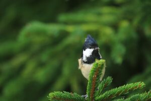 ヒガラ2024年9月8日