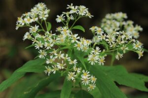 エゾゴマナ2024年9月8日