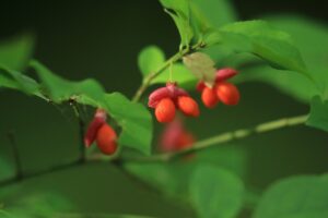 コマユミ2024年9月29日