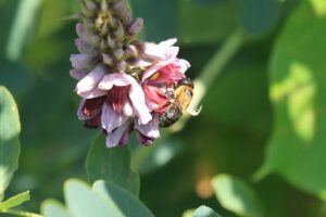 オオハキリバチ2024年9月1日クズの花