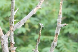 シジュウカラ幼鳥2024年9月1日