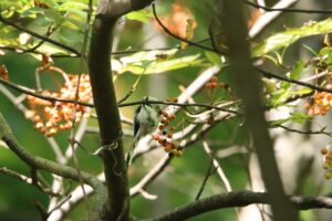 シマエナガ2024年9月15日3ナナカマドの果実を食べる