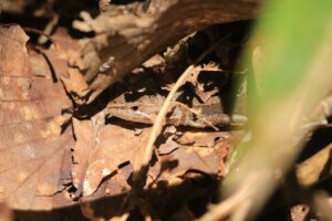 ニホンカナヘビ2024年9月22日脱皮直後か