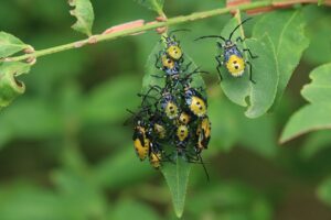 キバラヘリカメムシ2024年9月22日