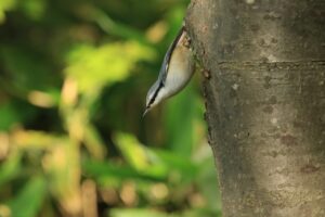 ゴジュウカラ2024年9月22日亜種シロハラゴジュウカラ逆さ