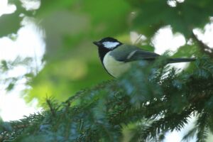 シジュウカラ2024年9月29日