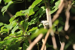 ハシブトガラ2024年9月8日