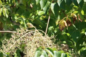 メジロ2024年9月15日タラノキの果実を食べる