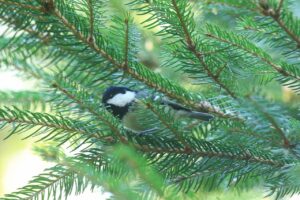 ヒガラ2024年9月29日