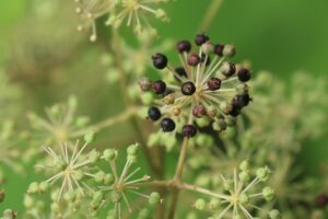 ウドの果実2024年9月1日