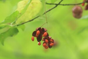 ツリバナ果実2024年9月22日赤い実