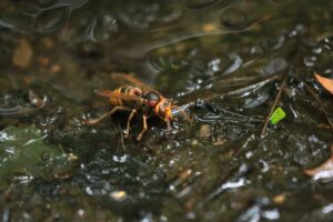 モンスズメバチ2024年9月8日池で水を飲む