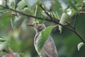 ヒヨドリ2024年9月22日幼鳥と思われるミズキの木にいる
