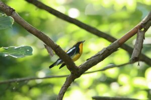 キビタキ雄2024年9月1日