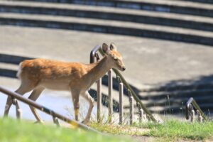 エゾシカ2024年9月8日1噴水広場上段状テラスにて