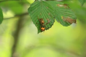 オオスズメバチ2024年9月8日