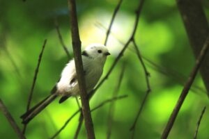 シマエナガ2024年9月29日1