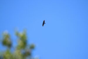 ハチクマ2024年9月1日1