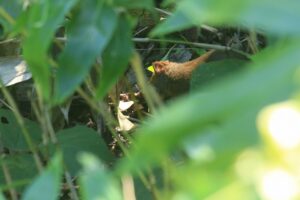 エゾリス2024年9月15日笹薮の中の地面にいる