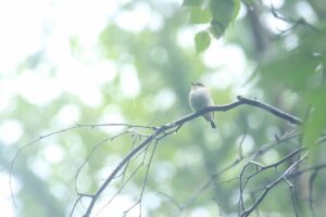 コサメビタキ2024年9月22日