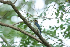 オオルリ2024年9月1日