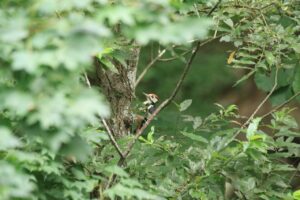 オオアカゲラ雄2024年9月8日