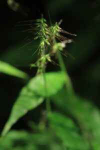 ケチヂミザサ2024年9月1日