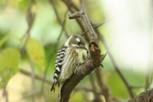 コゲラ2024年10月14日