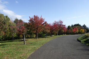 2024年10月17日紅葉の状況 (2)