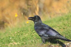 ハシブトガラス2024年10月27日