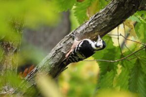 オオアカゲラ雌2024年10月20日