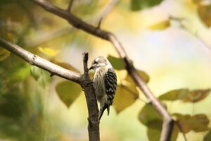 コゲラ2024年10月20日