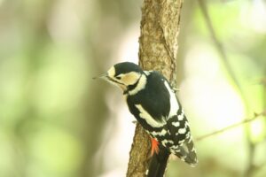 アカゲラ♀2024年10月5日2