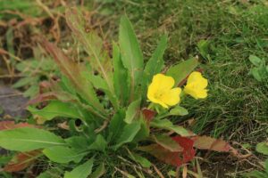 旭山記念公園紅葉情報2024年10月2日14メマツヨイグサ