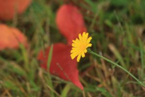 旭山記念公園紅葉情報2024年10月2日13ブタナ