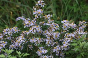 旭山記念公園紅葉情報2024年10月2日14エゾノコンギク