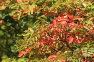 旭山記念公園紅葉情報2024年10月5日10ヌルデ