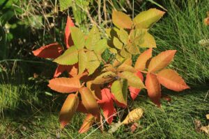 旭山記念公園紅葉情報2024年10月5日11ヌルデ葉アップ